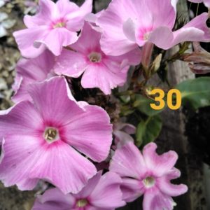 Флокс Алиса Фрейндлих  №30.ЗКС