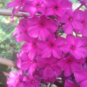 Флокс Лиловый № 25 мелкоцветковый ЗКС