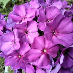 Флокс Ники № 22 ЗКС