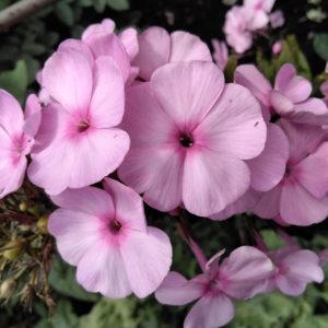 Флокс  Катюша ЗКС №28