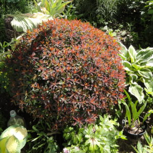 Молочай - сладкий Хамелеон(Euphorbia dulcis)