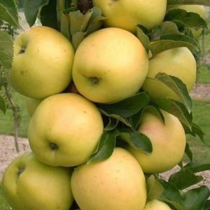 Колоновидная яблоня летняя Медок 3х летка ЗКС