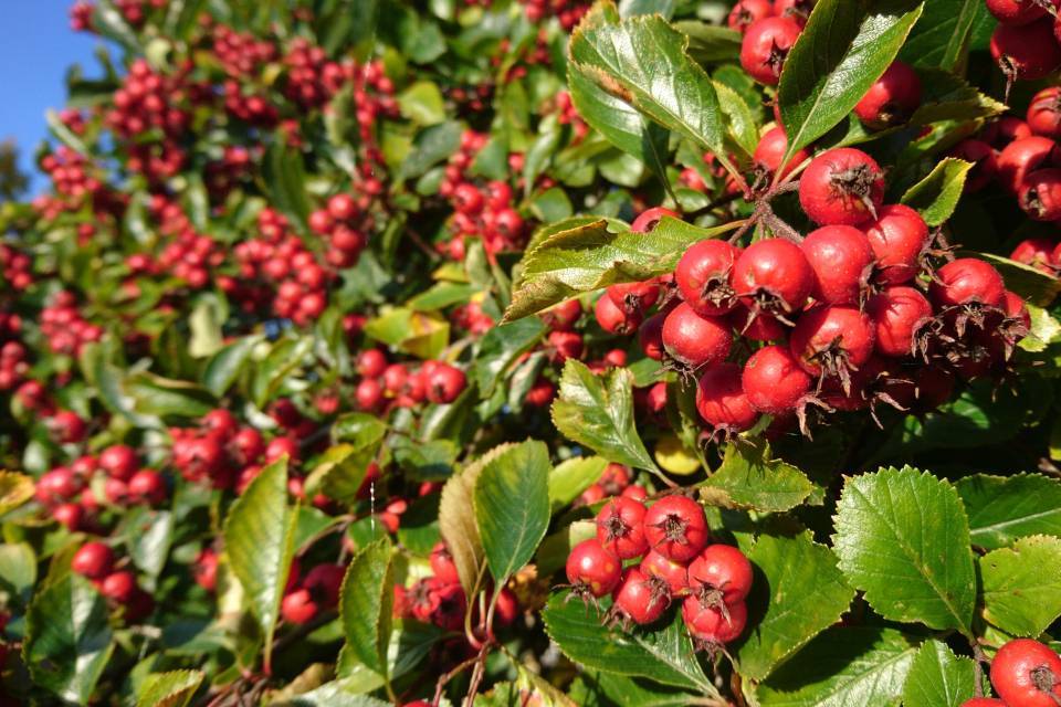 Боярышник обыкновенный CRATAEGUS LAEVIGATA в контейнере 10 л.