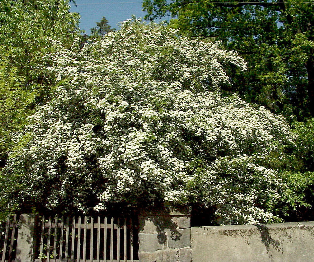 Боярышник обыкновенный CRATAEGUS LAEVIGATA в контейнере 10 л. — изображение 2