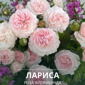 40 % РАСПРОДАЖА!Роза Лариса флорибунда Кордес 2008г.саженец 3х лет ЗКС премиум класса с развитой корневой системой в контейнере 5-7 литров
