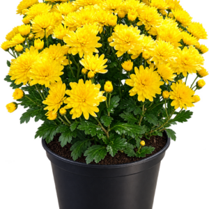 Хризантема мультифлора Bransound Yellow