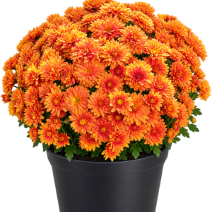 Хризантема мультифлора Bransound Dark Orange