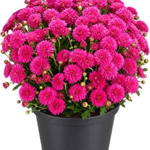 Хризантема мультифлора Bransound Magenta