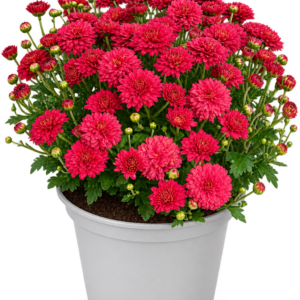 Хризантема мультифлора Bransound Cherry (Magenta)